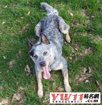好听的狗狗名字大全