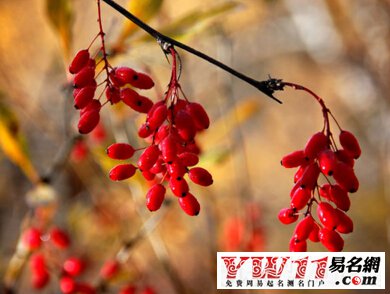 重阳节是几月几日