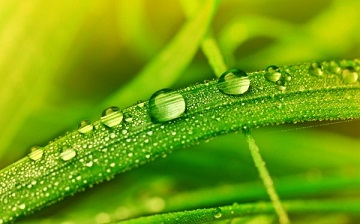 描写露珠的句子