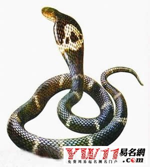 梦见把蛇打死是什么意思?