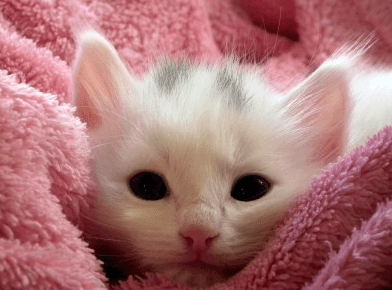 猫的名字可爱点的