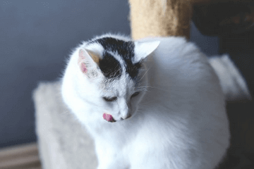 猫名字大全洋气的英文