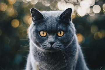 好听的宠物猫名字大全