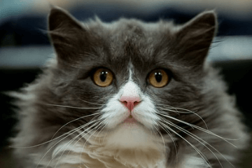 搞笑宠物猪名字