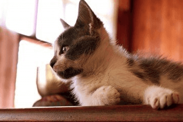 好听的宠物猫名字大全